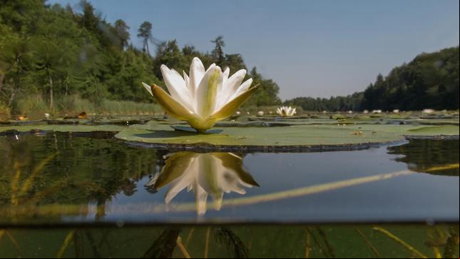 Bild: WDR/Andreas Hartl Die Wildform unserer heimischen Seerose ist eine wahre Schönheit und die nähere, vorsichtige Betrachtung während eines Bades in einem See ist stets lohnenswert.