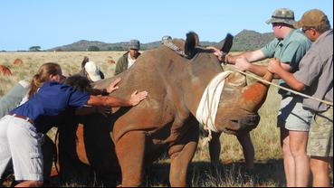 Bild: SWR/Max Stelzle Die Tierpfleger und ein Nashorn