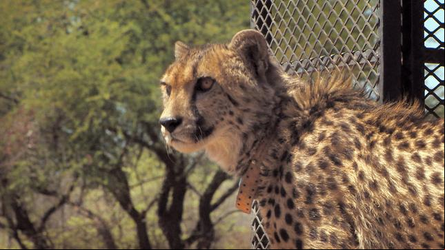 Gepard Atheno