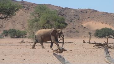 Bild: SWR Wüstenelefant